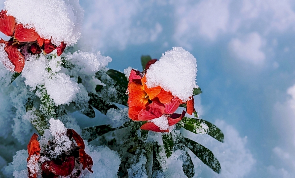 Blume mit Schnee